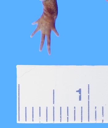Media type: image; Herpetology A-4900